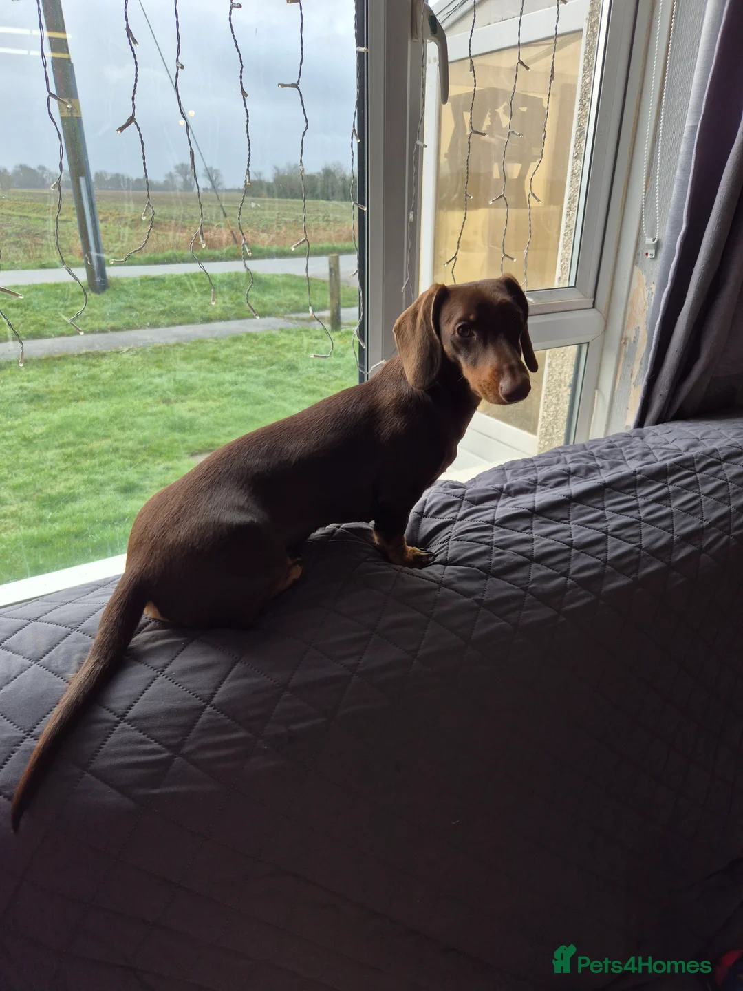 Miniature Dachshund dogs for sale: 8 month Female Miniature Dachshund - Advert 1