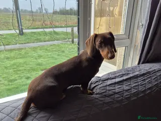 Miniature Dachshund dogs 8 month Female Miniature Dachshund - Advert 1