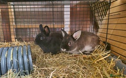 Netherland Dwarf rabbits for sale: Adorable, sweet, purebred Netherland dwarf girls - Image 8