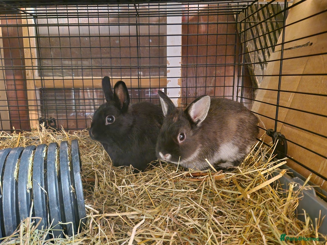 Netherland Dwarf rabbits for sale: Adorable, sweet, purebred Netherland dwarf girls - Image 8
