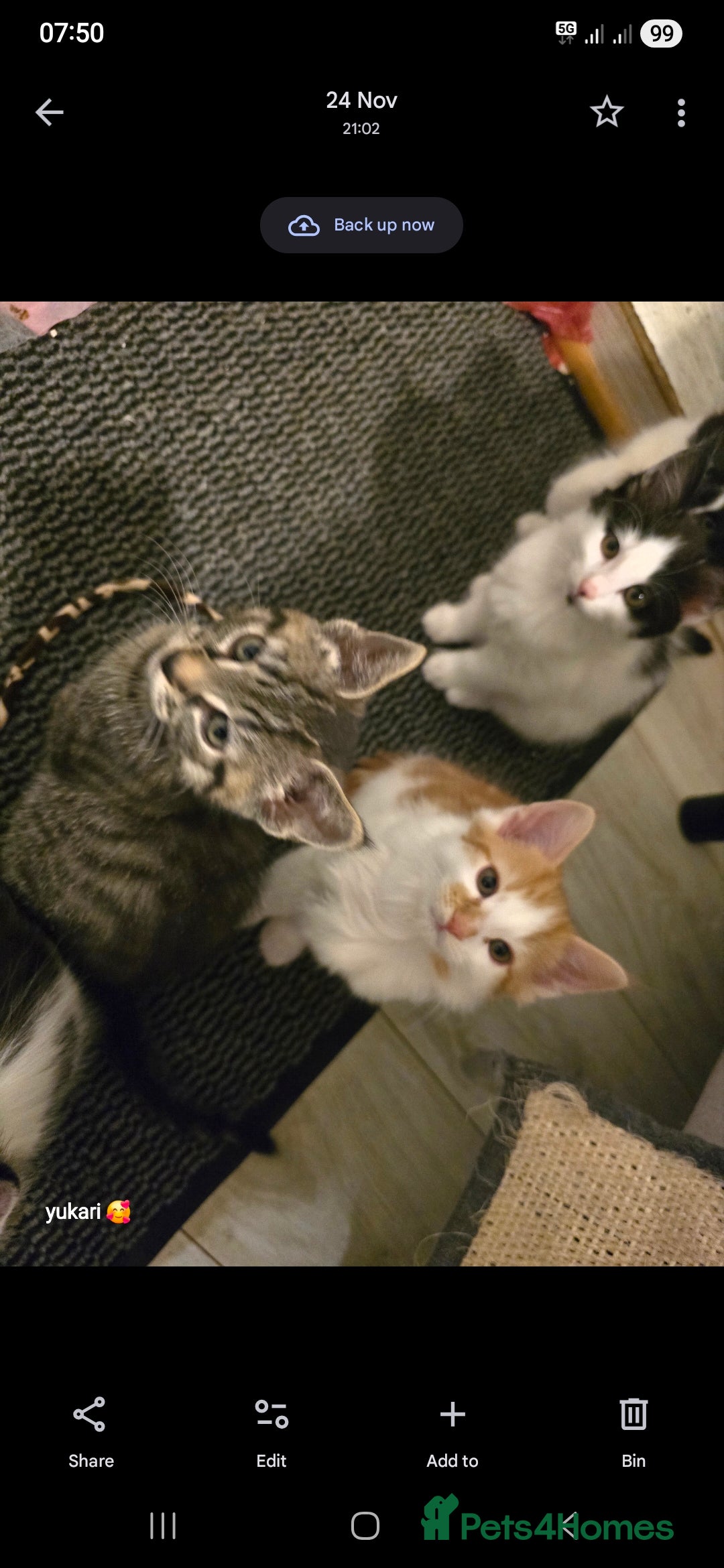 Mixed Breed cats for sale: Cute kittens ready for their new home - Advert 13