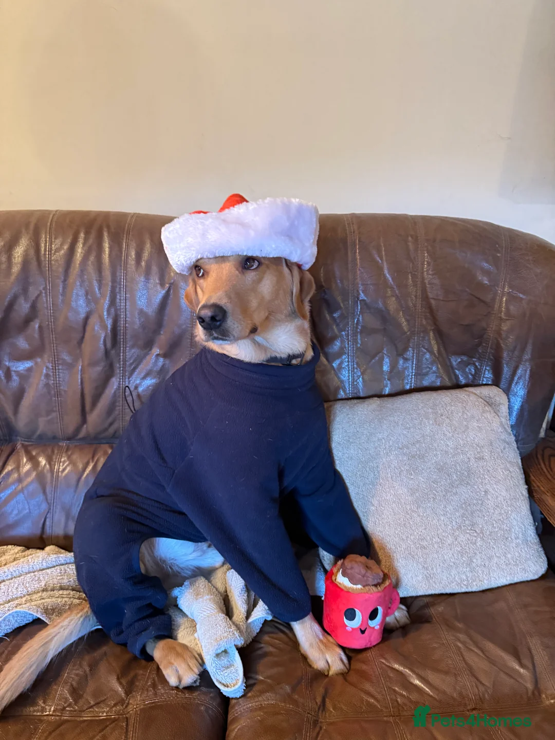 Labrador Retriever dogs for sale: Fox red Irish Labrador for loving family - Advert 12