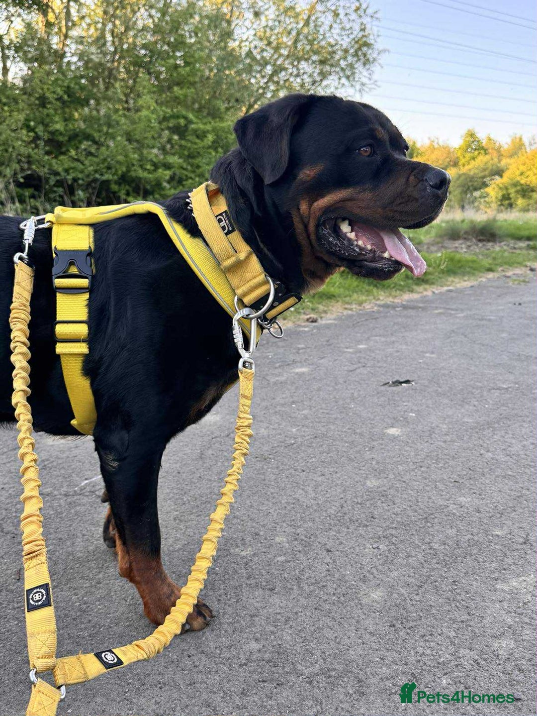 Rottweiler dogs for sale: Rottweiler Puppies - Image 8