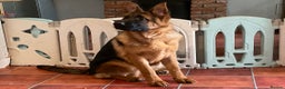 German Shepherd dogs for sale: Outstanding specimen German Shepherd  - Advert 20