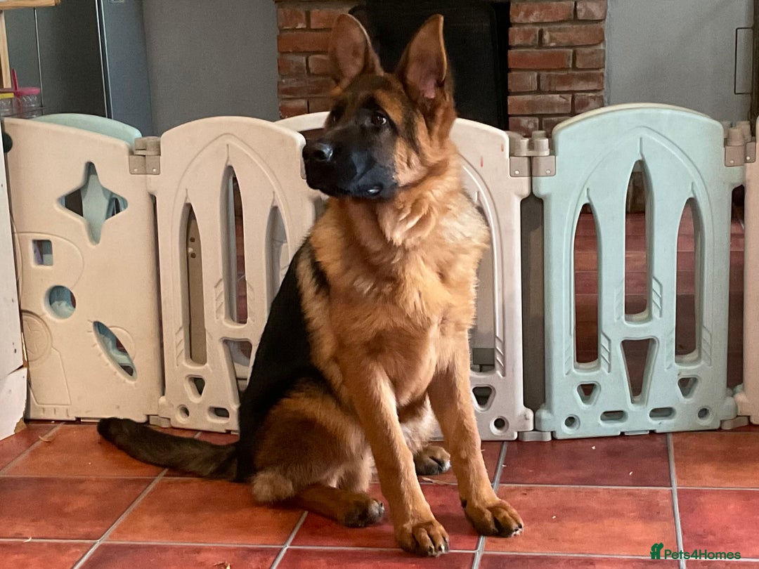 German Shepherd dogs for sale: Outstanding specimen German Shepherd  - Advert 20