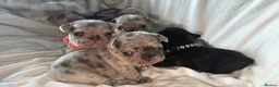 French Bulldog dogs for sale: Incredible Merle litter  - Advert 2