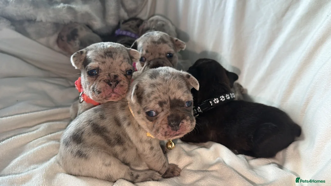 French Bulldog dogs for sale: Incredible Merle litter  - Advert 2