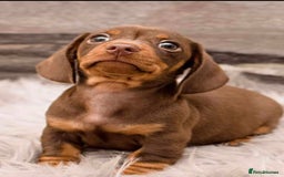 Miniature Dachshund dogs for sale: Kc reg min  Dachshund babies  - Image 7