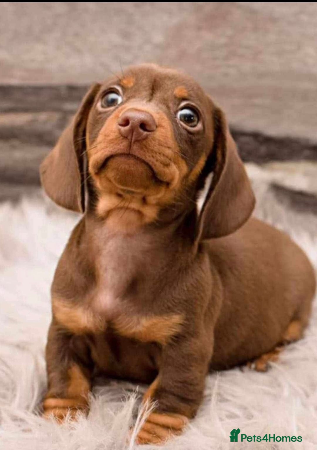 Miniature Dachshund dogs for sale: Kc reg min  Dachshund babies  - Image 7