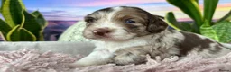 Sproodle dogs for sale: ✨RARE TRICOLOUR TUXEDO MERLE SPROODLES🐾❤️✨ TESTED - Advert 13