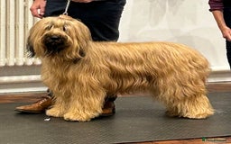 Briard dogs for sale: Amazing pedigree Briard Pups - Image 7