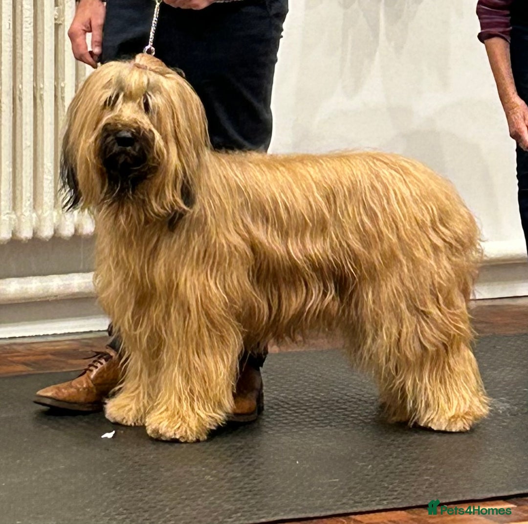 Briard dogs for sale: Amazing pedigree Briard Pups - Image 7
