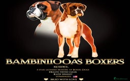 Boxer dogs for sale: Beautiful boxer puppies available  - Image 2