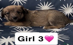 Mixed Breed dogs for sale: Bedlington whippet puppies - Image 20