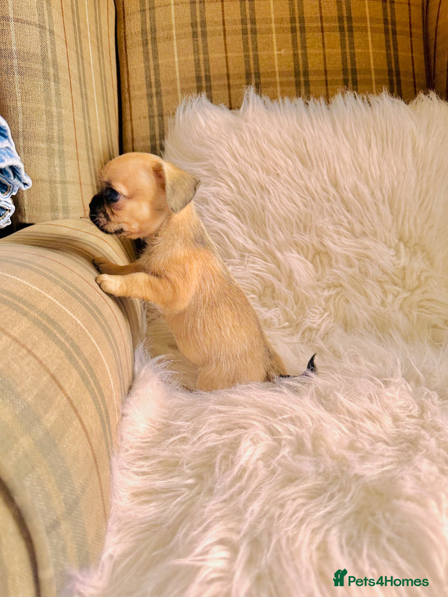 Mixed Breed dogs for sale: Shih Tzu x Frenchie pups - Advert 24