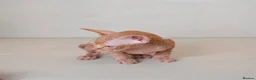 Sphynx cats for sale: Rare tabby champion Sphynx kittens  - Advert 16