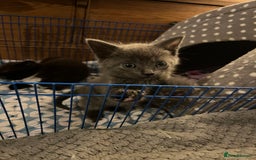 Mixed Breed cats for sale: 3 baby boys looking for their new homes , 4 weeks  - Image 2