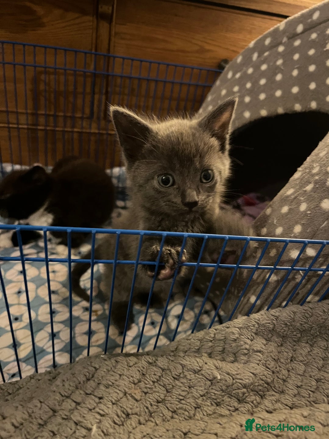 Mixed Breed cats for sale: 3 baby boys looking for their new homes , 4 weeks  - Image 2