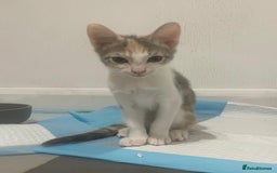 British Shorthair cats for sale: Tabby Kittens for sale - Image 2