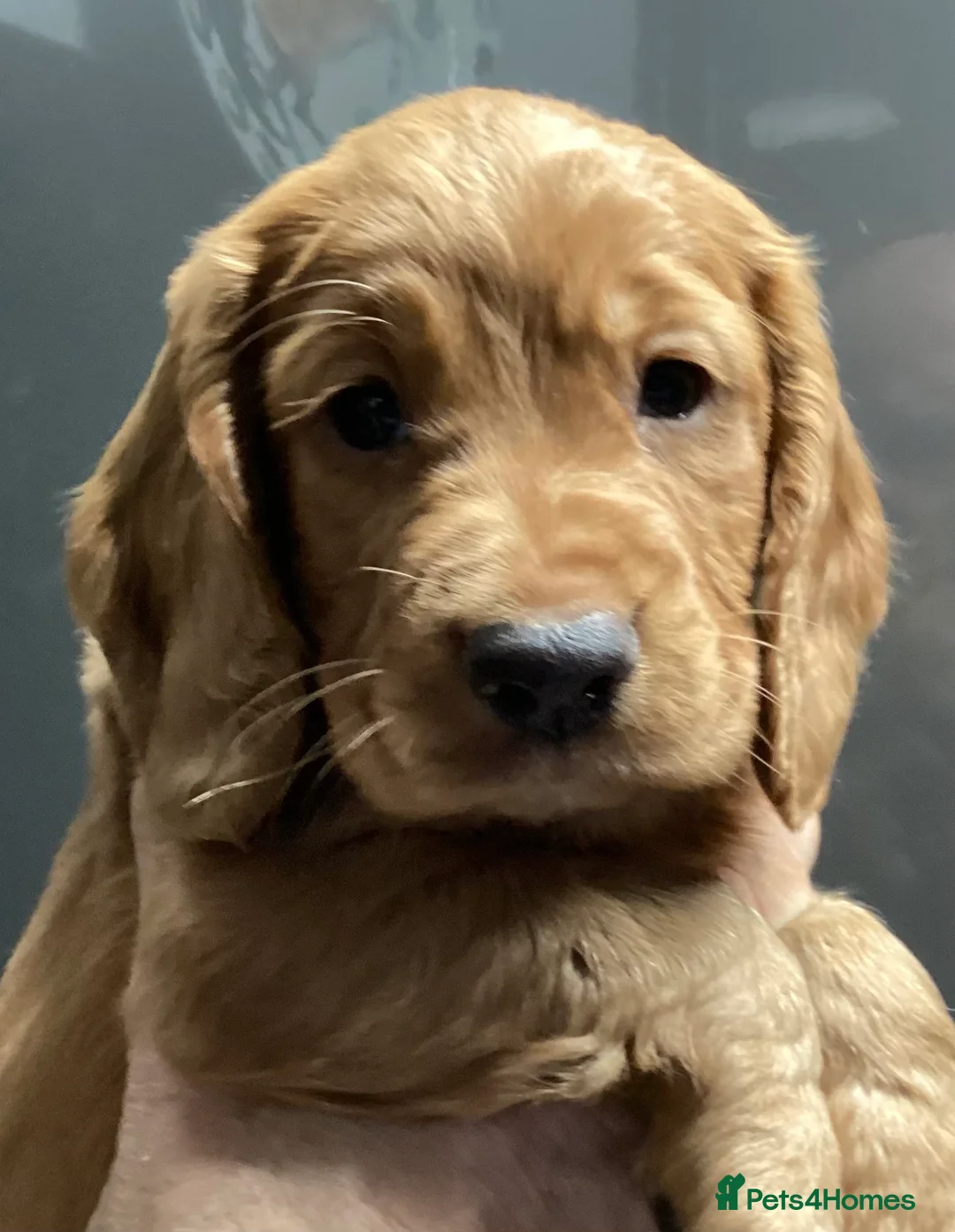 Cocker Spaniel dogs for sale: Cocker Spaniel pups, KC reg, health tested parents - Advert 9