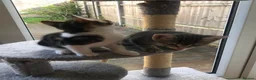 Mixed Breed cats for sale: Adorable and playful mixed-breed kittens for sale - Advert 13