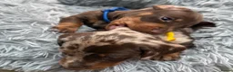Miniature Dachshund dogs for sale: Ready now One Absolutely stunning boy left  - Advert 19