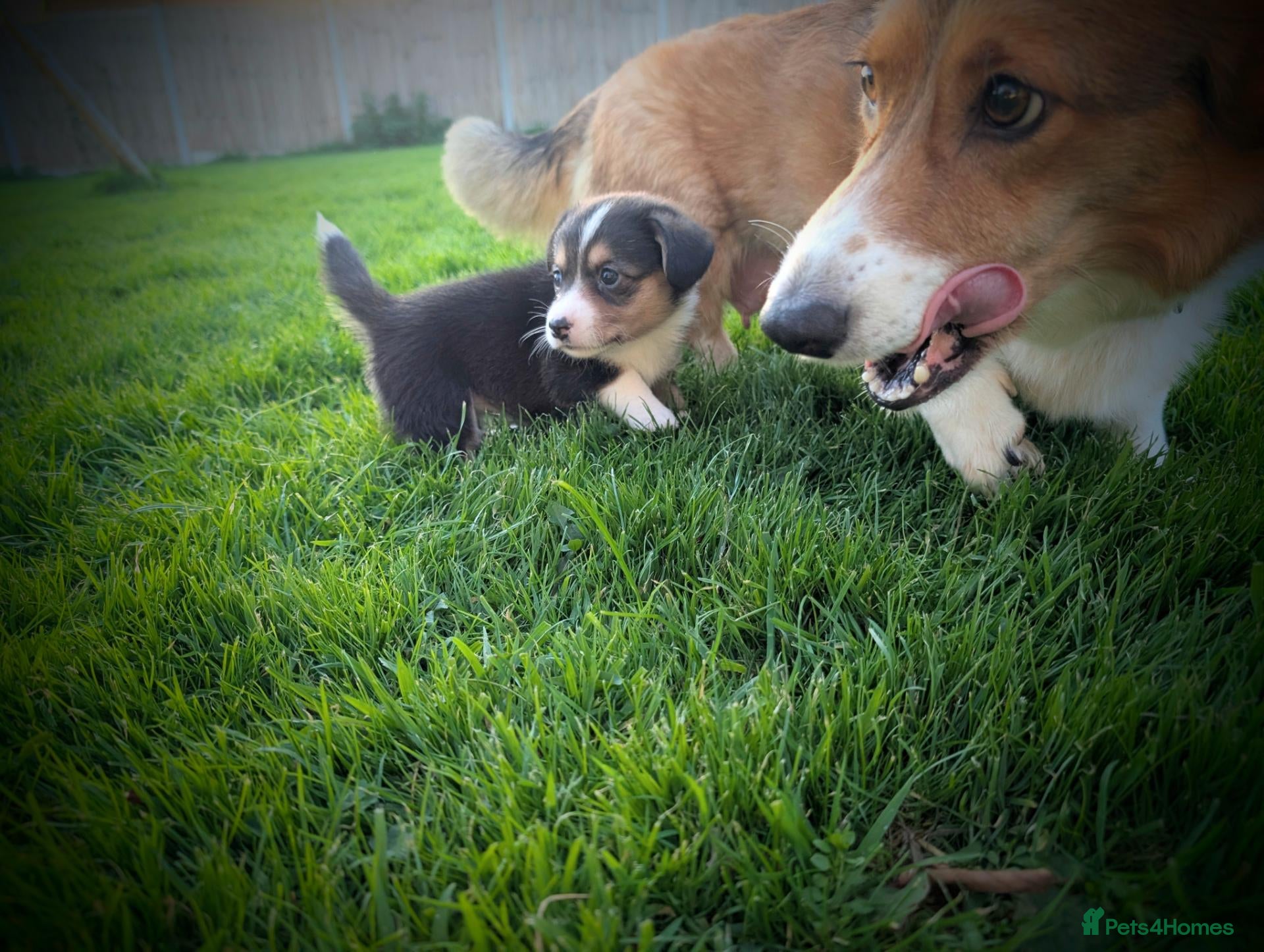 Welsh Corgi Cardigan dogs Cardiganshire puppies  - Advert 1