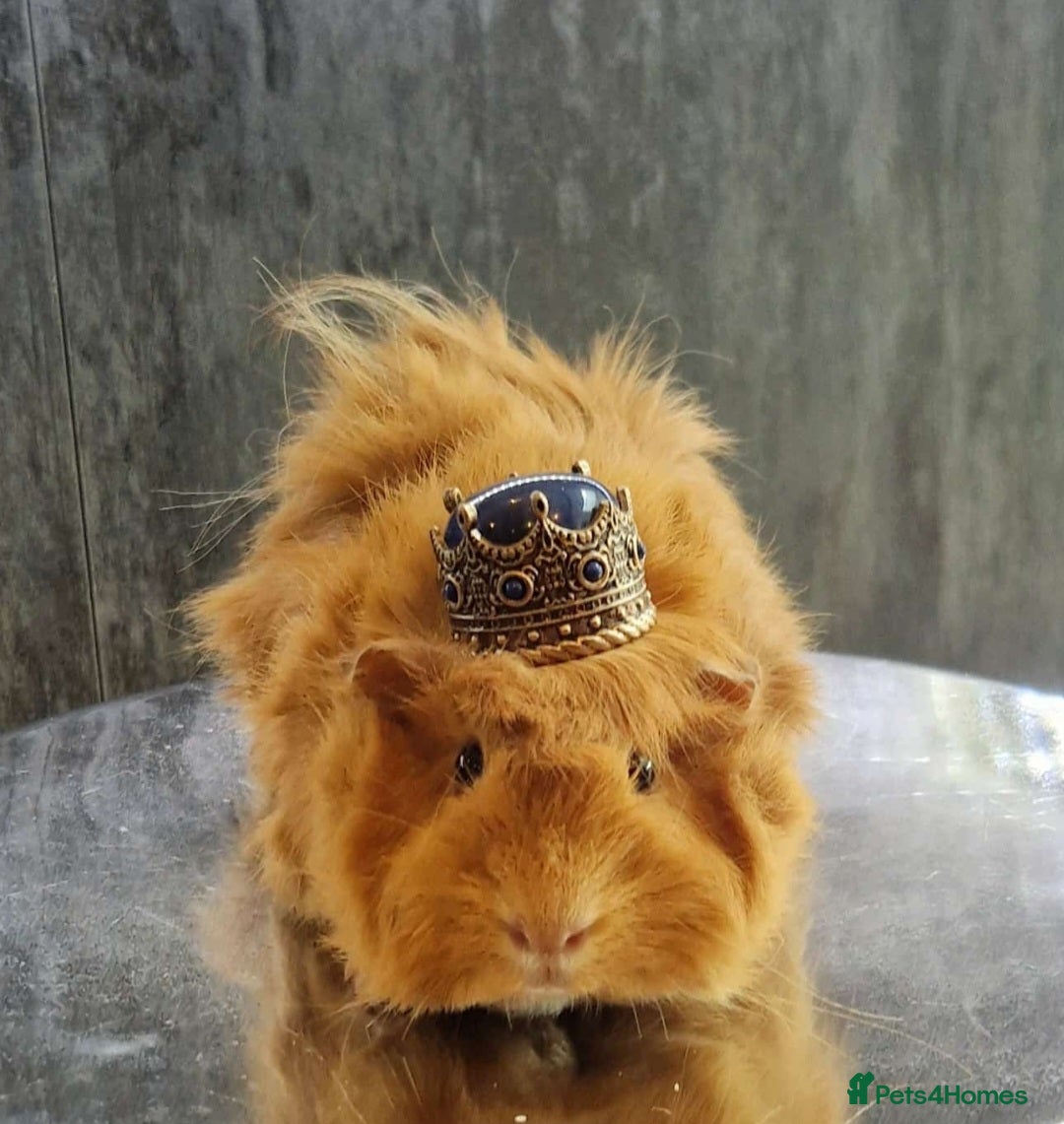 Guinea Pig rodents Baby guinea pigs for sale - Advert 11