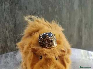 Guinea Pig rodents Baby guinea pigs for sale - Advert 18