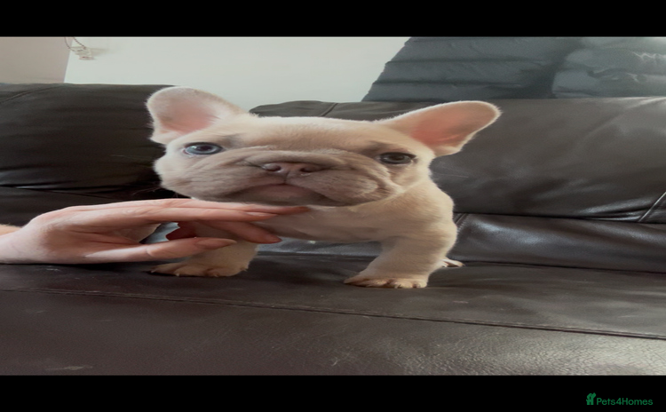 French Bulldog dogs - Advert 1