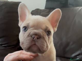 French Bulldog dogs - Advert 3