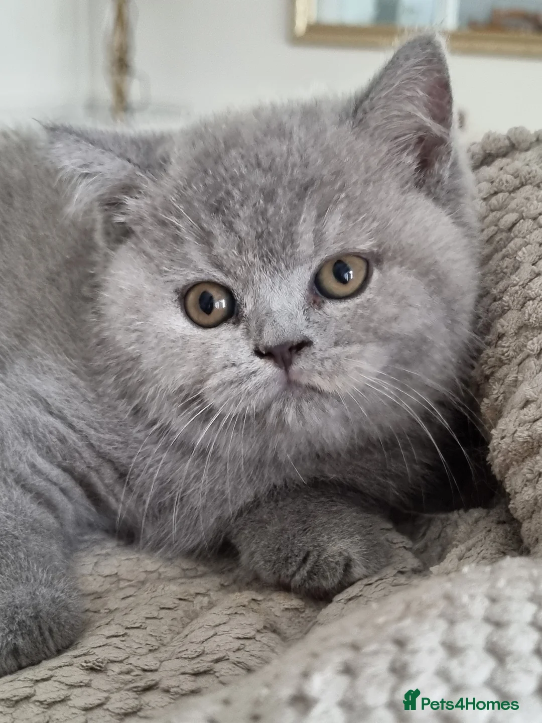 British Shorthair cats for sale: Beautiful sweet Britis Shorthair. Blue/cream  in Newport - Advert 2