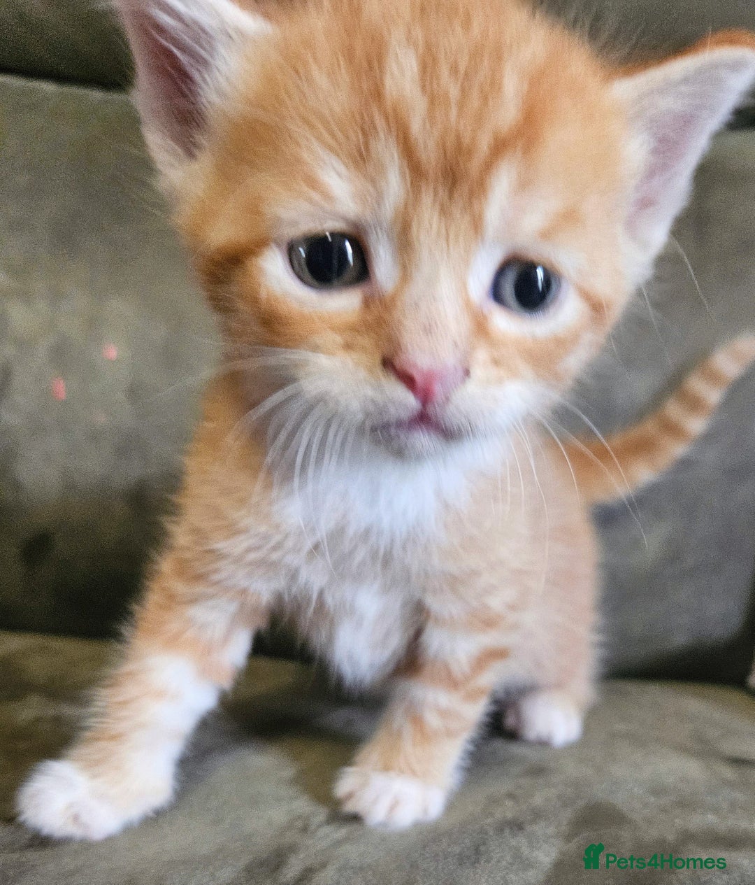 Mixed Breed cats for sale: 5 Beautiful Kittens Ready Soon - Image 7