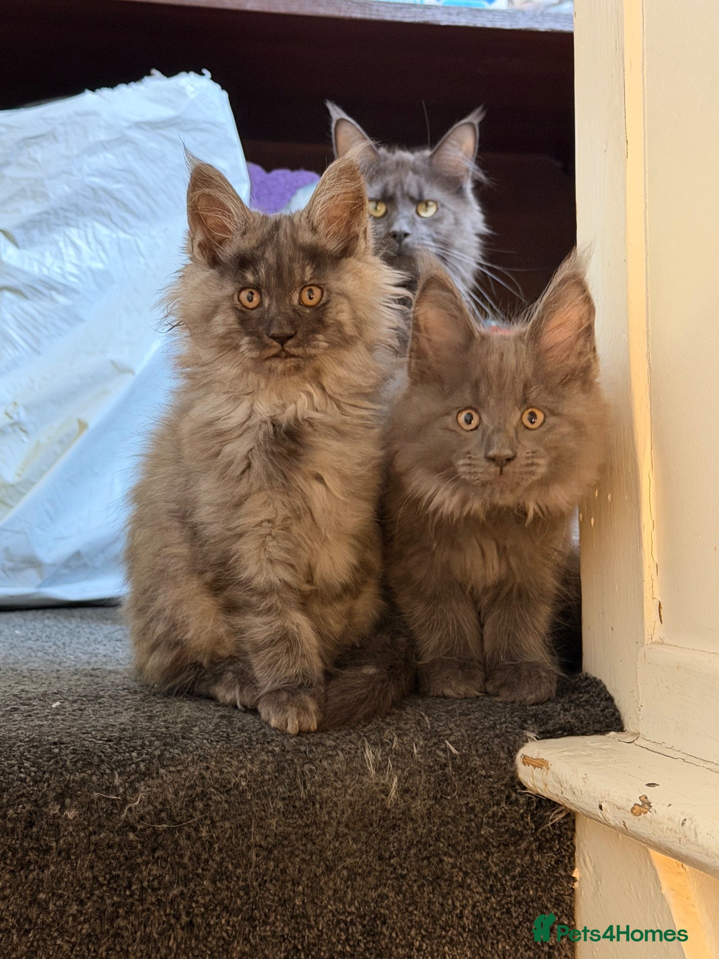 Maine Coon cats for sale: Maine Coon Kittens - Advert 1