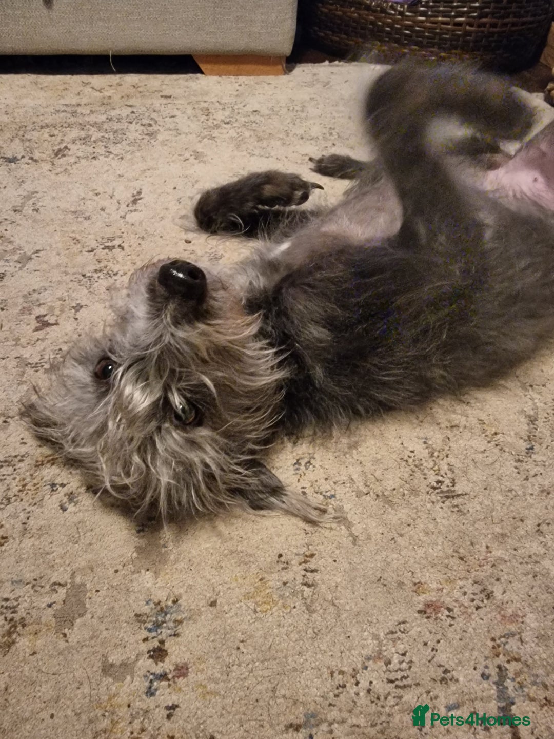 Mixed Breed dogs for sale: Highest Quality Bedlington Whippets  - Advert 12