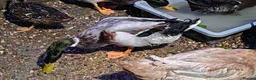 Ducks poultry for sale: Domestic Mallard Drakes - Need New Home in Nottingham - Advert 4