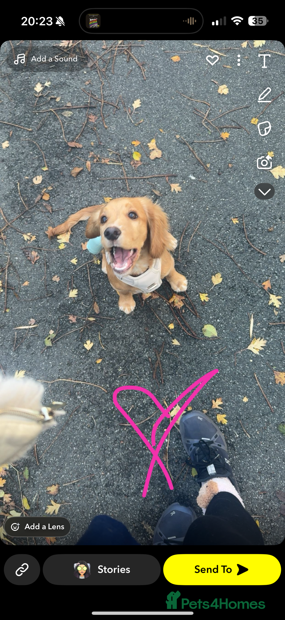 Cocker Spaniel dogs for sale: Cocker spaniel Puppy  - Advert 6