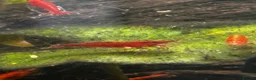 Shrimps fish for sale: Red cherry shrimp  in Wolverhampton - Advert 6
