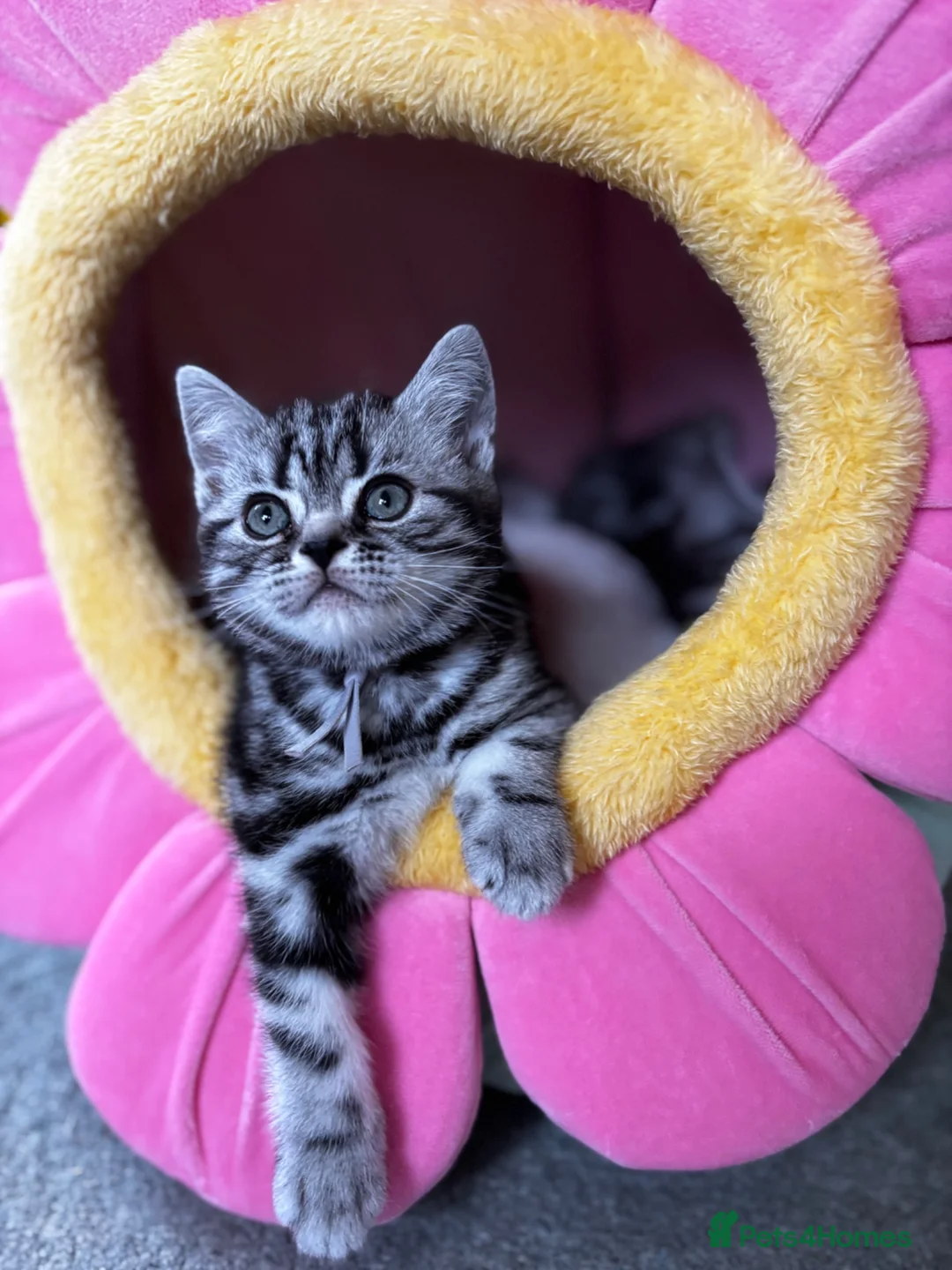 British Shorthair cats for sale: ❤️💙 Gorgeous Pedigree Silver Tabby BSH 💙❤️ - Advert 1