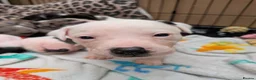 Mixed Breed dogs for sale: Borador bully puppies x3 girl viewings now  - Advert 5