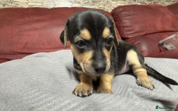 Chihuahua dogs for sale: Chihuahua Boys  - Image 20