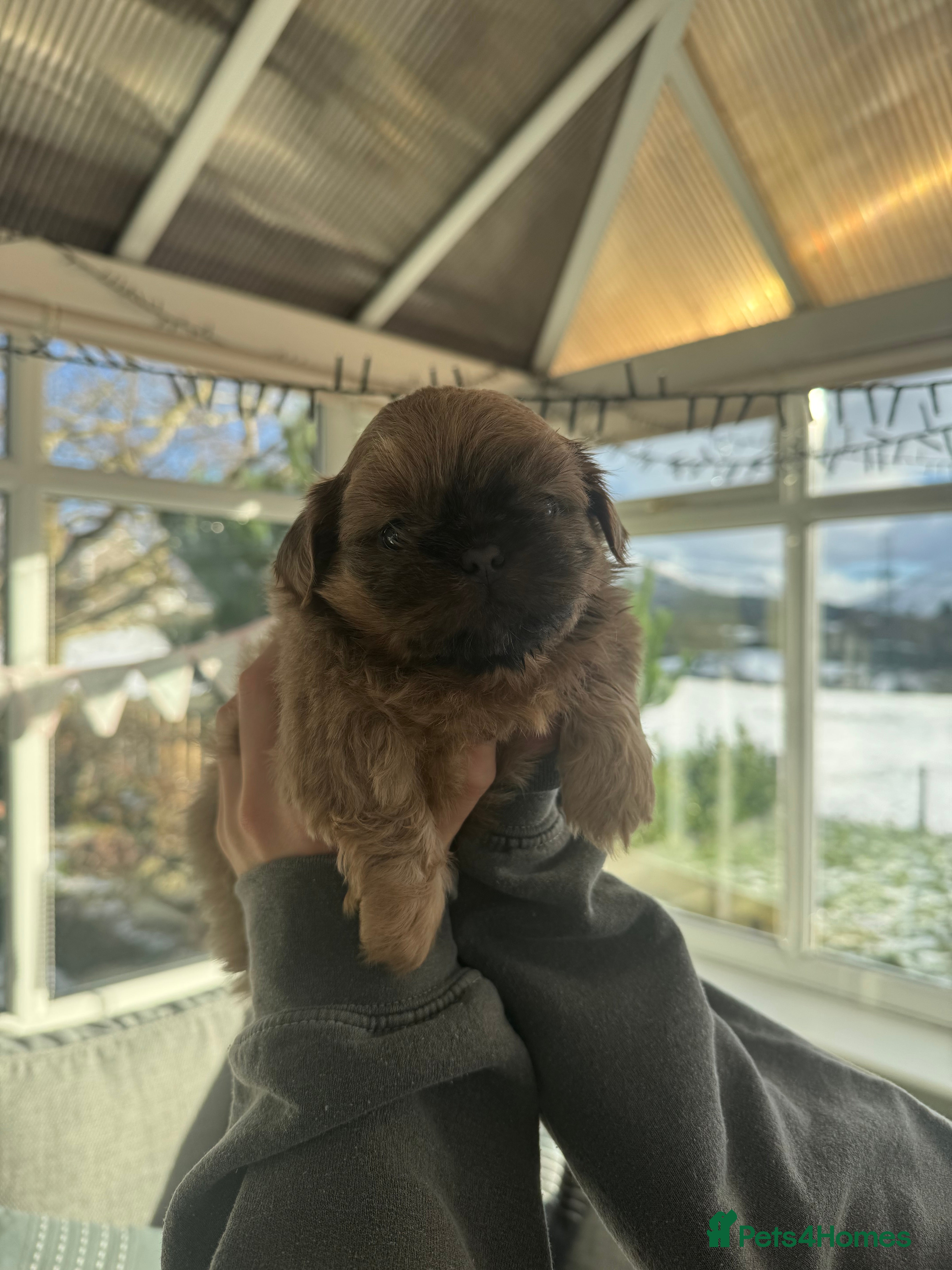 Shih Tzu dogs Imperial Shih-Tzu Puppies - Advert 6