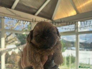 Shih Tzu dogs Imperial Shih-Tzu Puppies - Advert 6