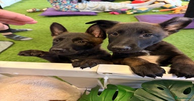 Belgian Shepherd Dog dogs - Advert 10