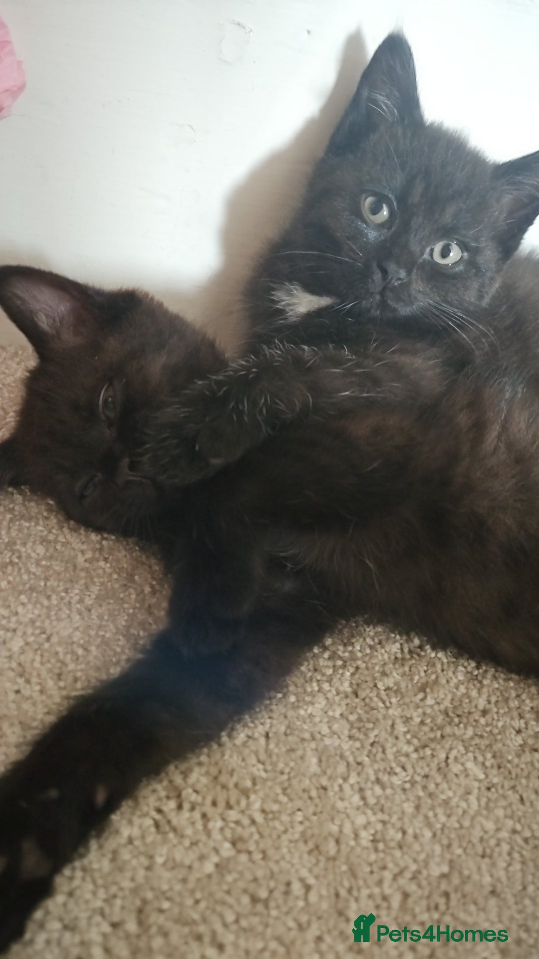 Mixed Breed cats for sale: Stunning Bengal x British Shorthair Kittens - Advert 5