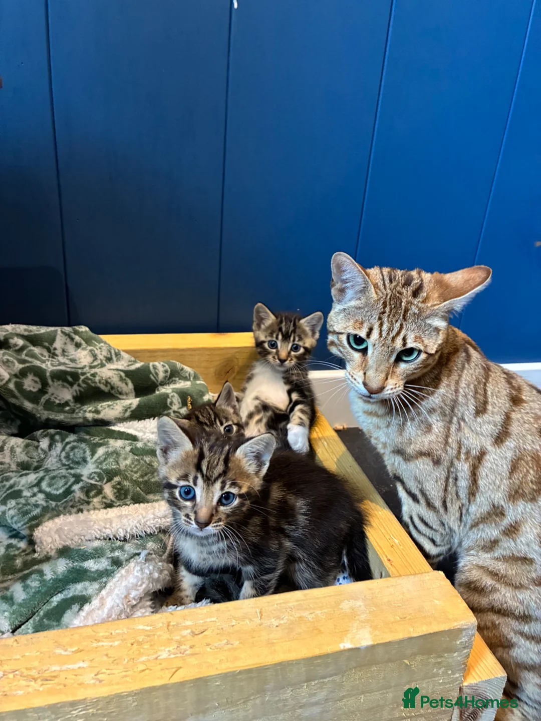Bengal cats for sale: Bengal cross kittens  - Advert 8