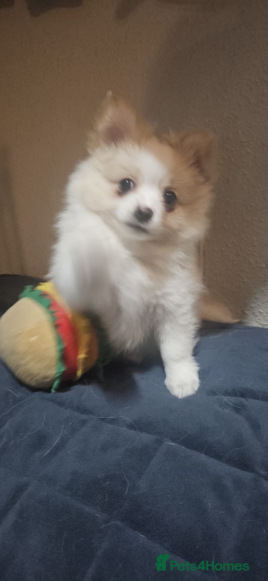 Pomchi dogs 🐾 One Adorable Pomchi Boy Left 🐾 - Advert 3