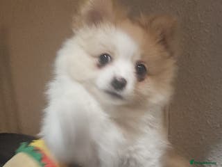 Pomchi dogs 🐾 One Adorable Pomchi Boy Left 🐾 - Advert 3