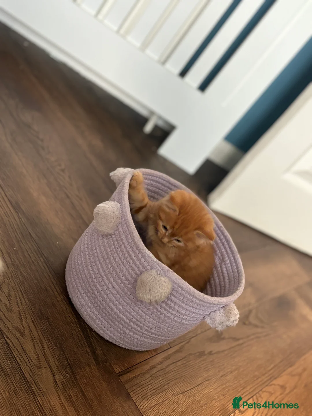 Mixed Breed cats for sale: 3 ginger kittens  - Advert 4