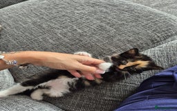 British Longhair cats for sale: Kitten almost 6 months old - Image 9